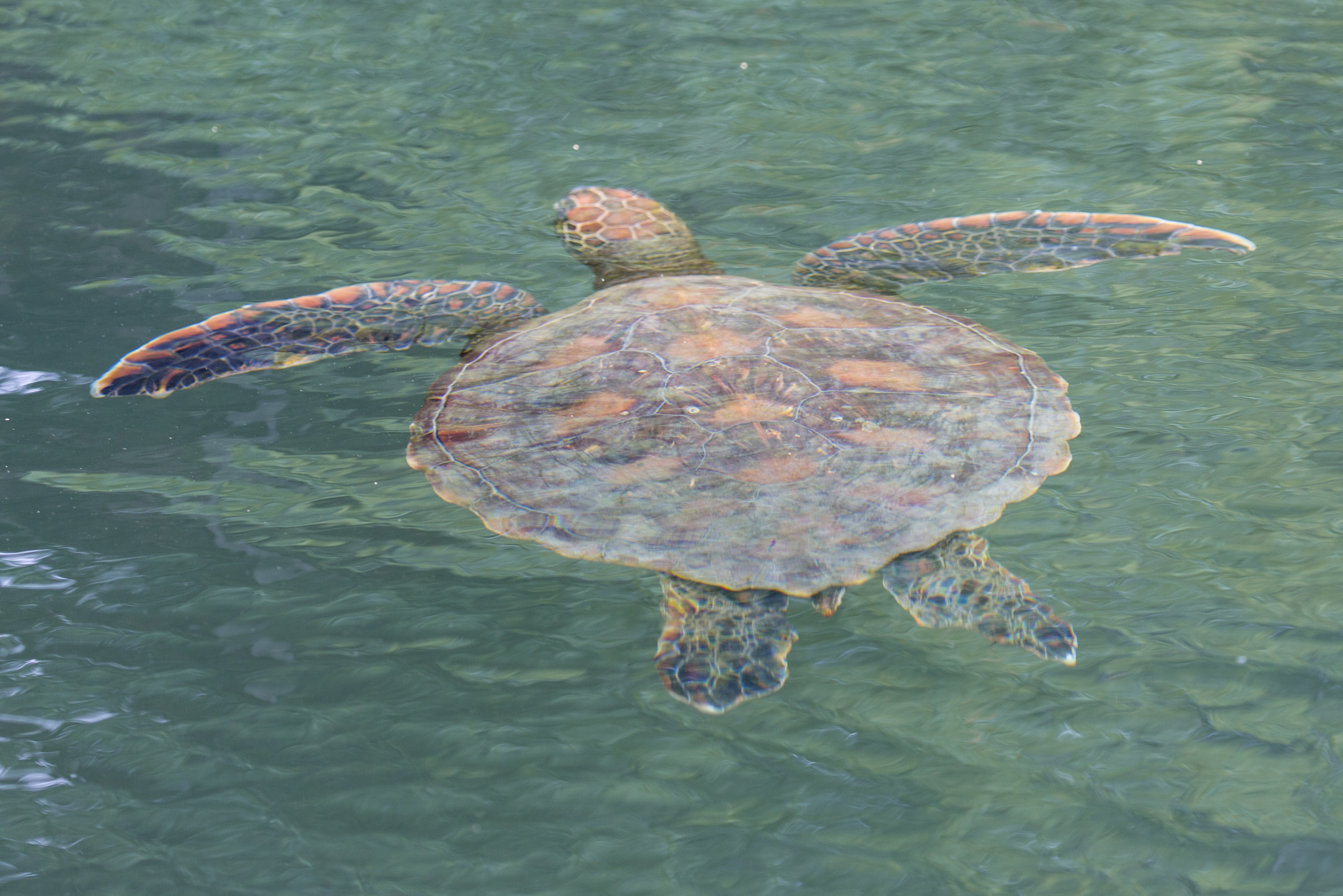 One of the many turtles encountered both above and below water whilst snorkelling.