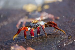 The commonly seen Sally Lightfoot crab.