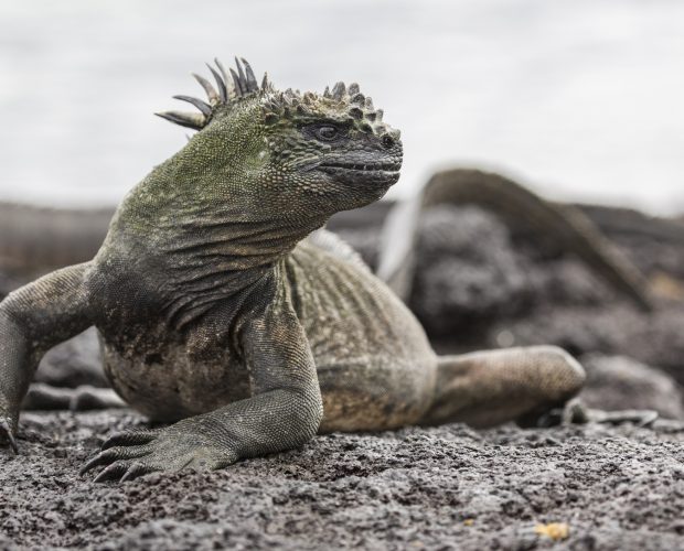 ‘Godzilla!’ Marine iguana sunbathing.