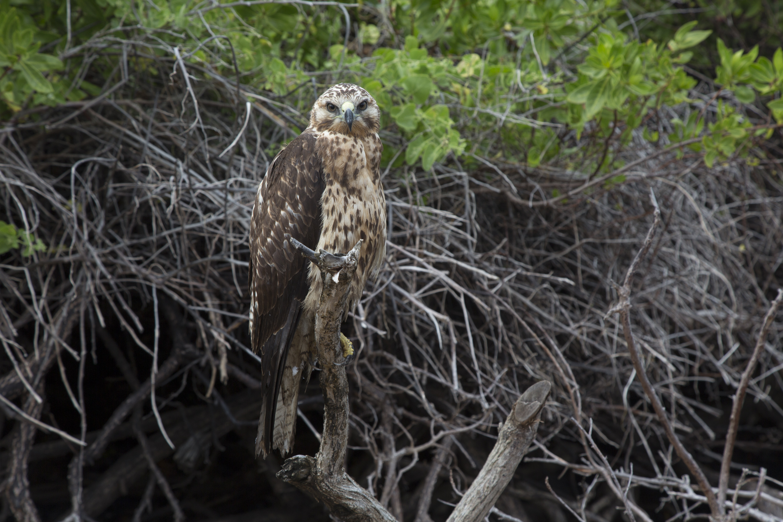 Wild Galapagos hawk – totally unperturbed by our presence.