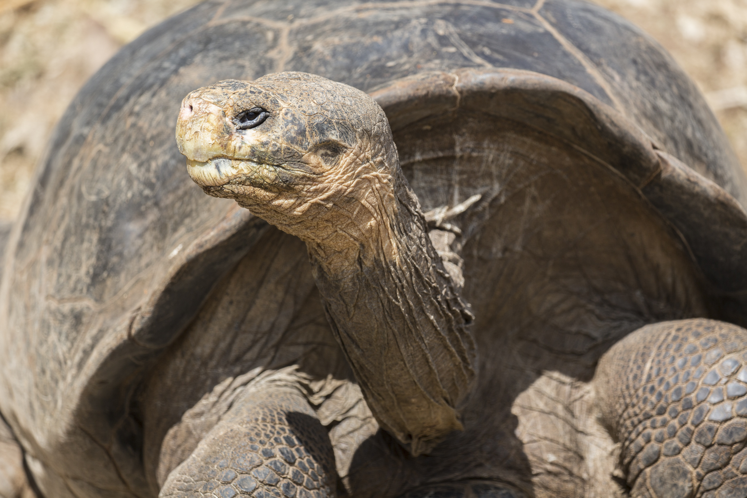 Giant tortoise in a breeding centre.