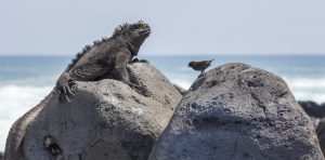 Iguana meets finch on the beach on Isabella Island.