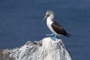 Blue-footed booby on San Cristobal Island.
