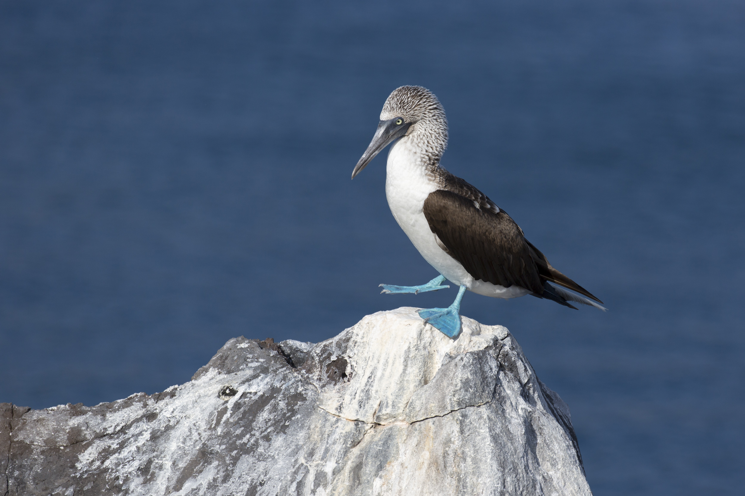 Blue-footed booby on San Cristobal Island.