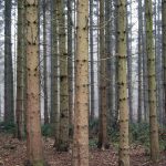 Columnar pines in Nant Mill Wood