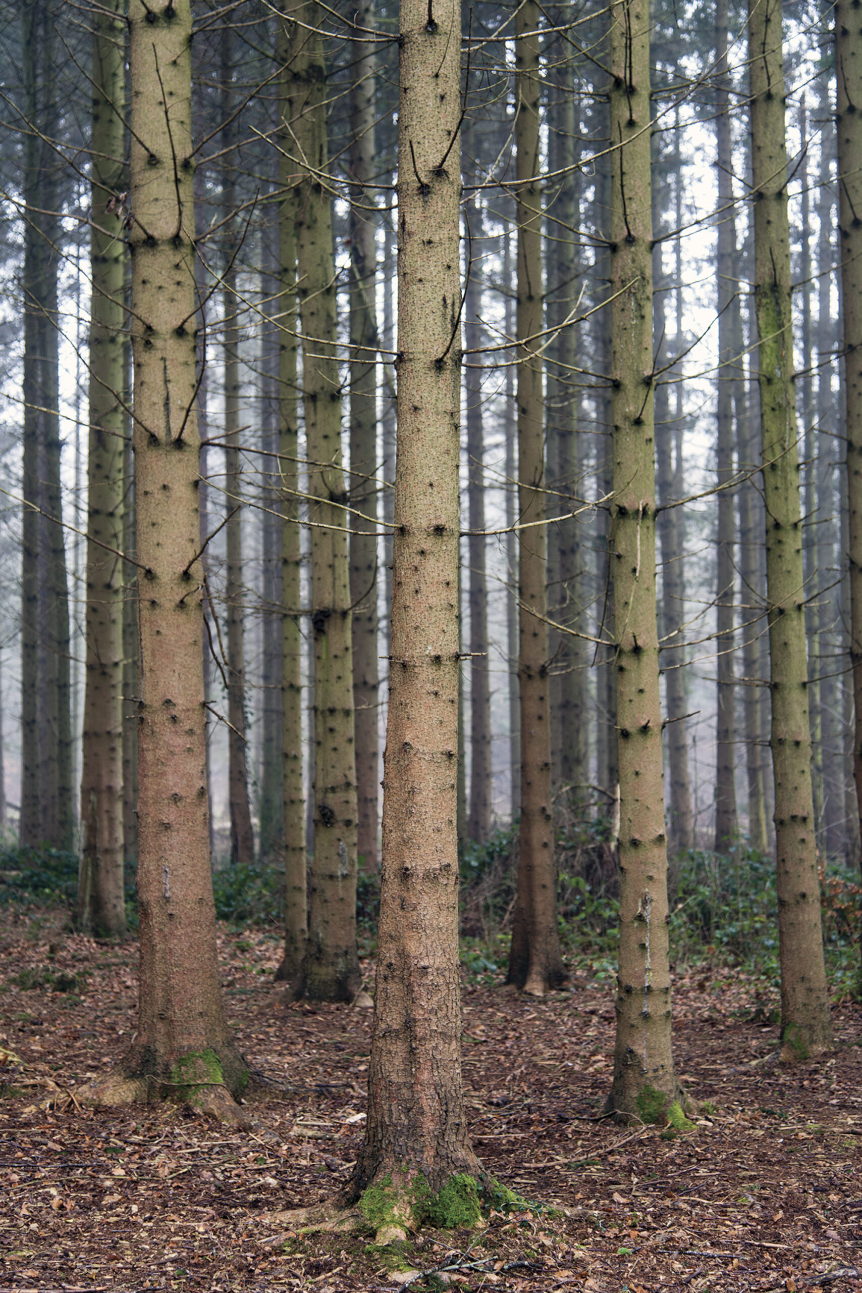 Columnar pines in Nant Mill Wood