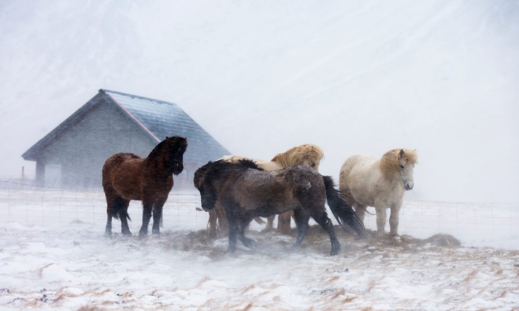 Icelandic horses trying to stay warm in a storm